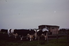 NOVATEK CAMERA